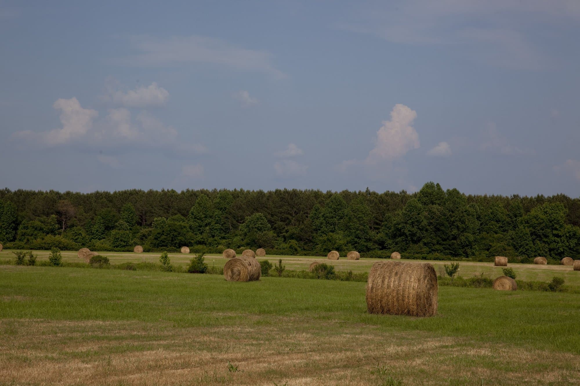 Round hay bales across an open pasture on a farm in Alabama (generic Alabama scene photographed near Carrollton, not in Marbury)