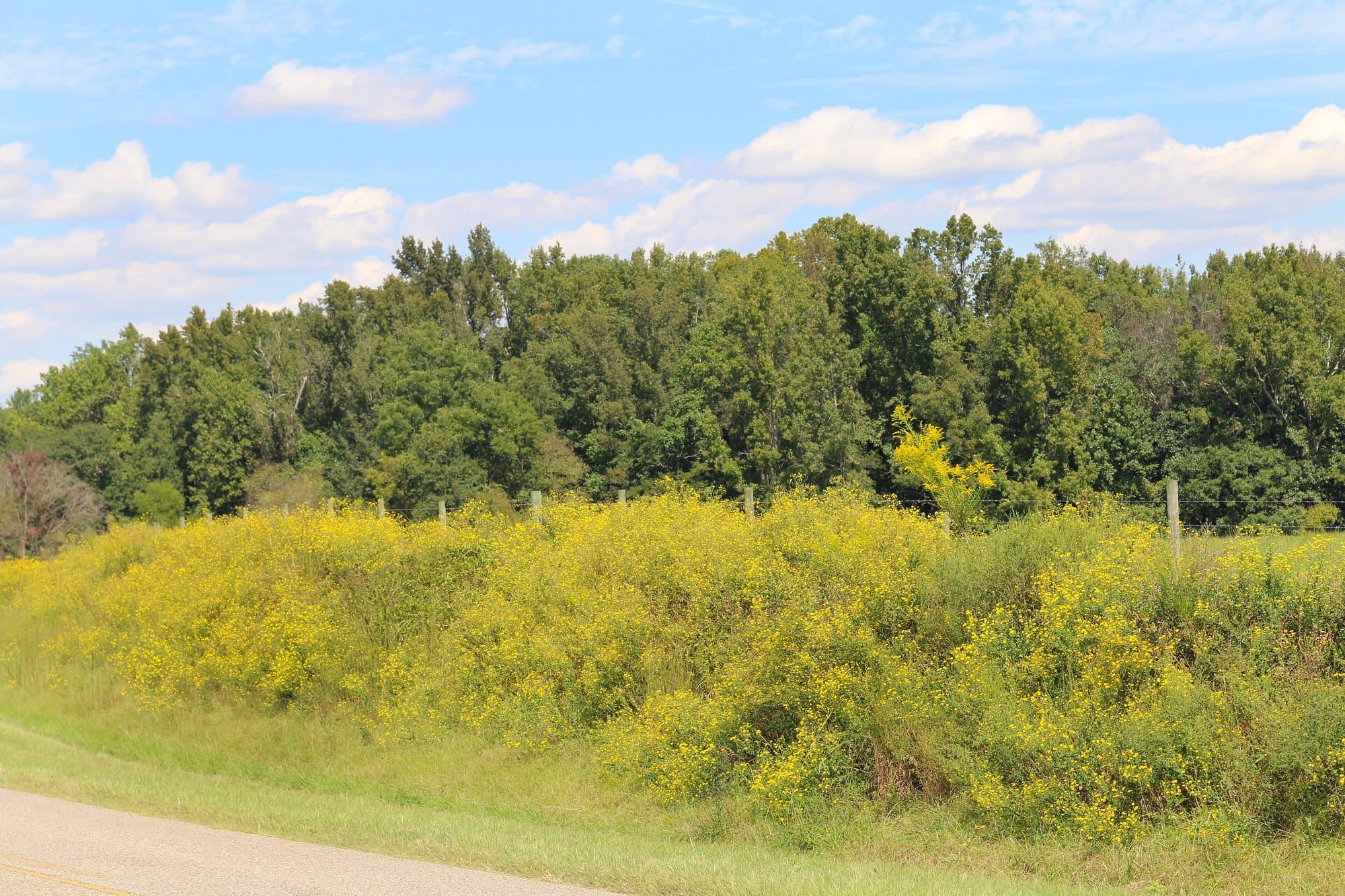 Goldenrod blooming along a rural county road in Alabama (generic Alabama scene; the photographer did not record the county)