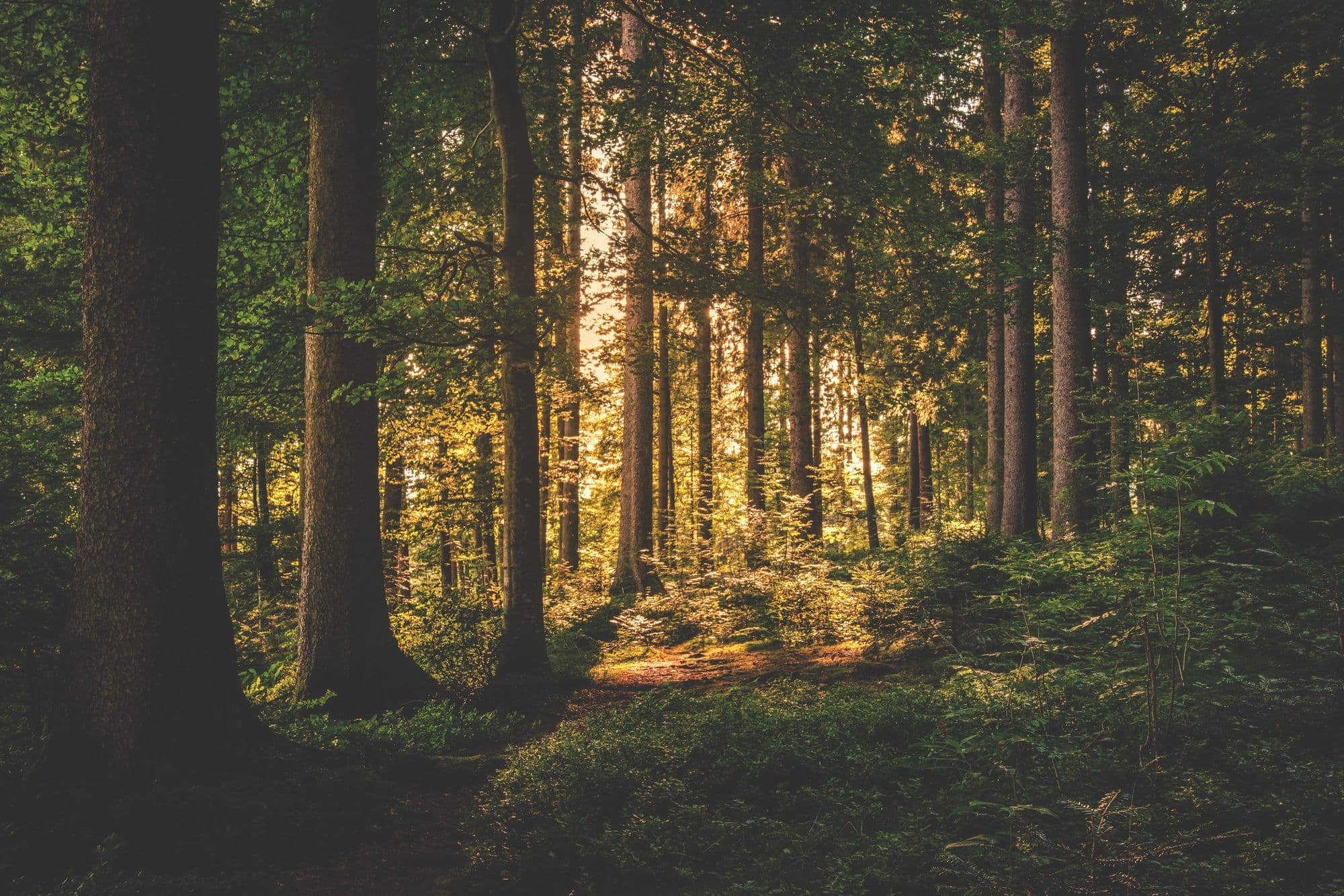Pine woods in Elmore County